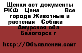 Щенки аст документы РКФ › Цена ­ 15 000 - Все города Животные и растения » Собаки   . Амурская обл.,Белогорск г.